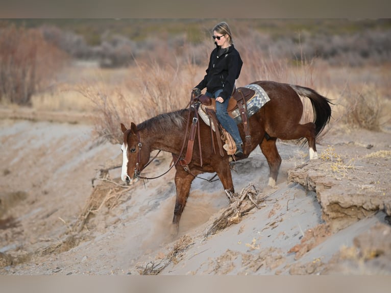 American Quarter Horse Ruin 10 Jaar 152 cm Roan-Red in Caballo, NM