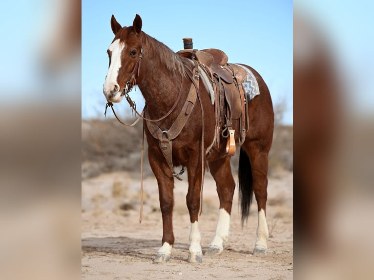 American Quarter Horse Ruin 10 Jaar 152 cm Roan-Red in Caballo, NM