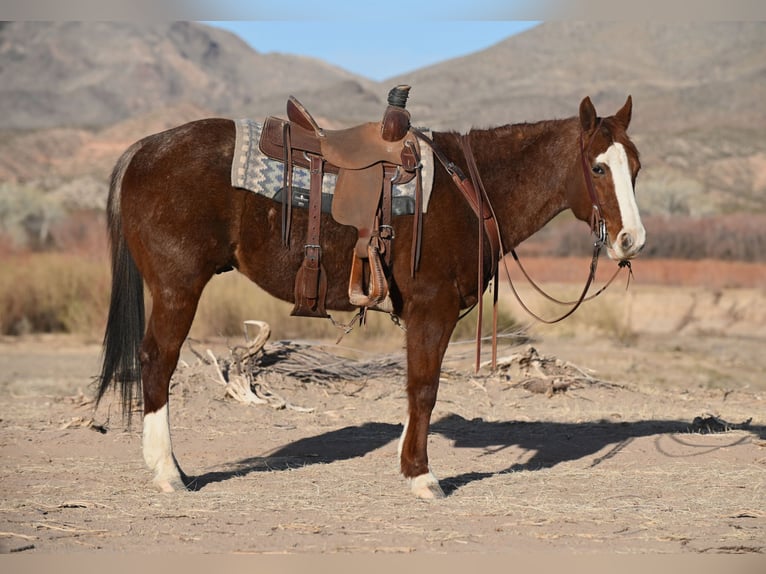 American Quarter Horse Ruin 10 Jaar 152 cm Roan-Red in Caballo, NM