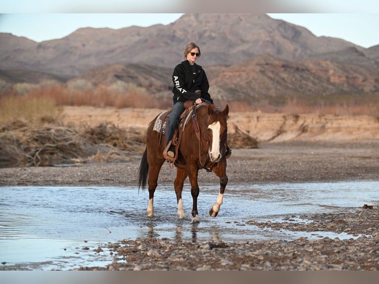 American Quarter Horse Ruin 10 Jaar 152 cm Roan-Red in Caballo, NM