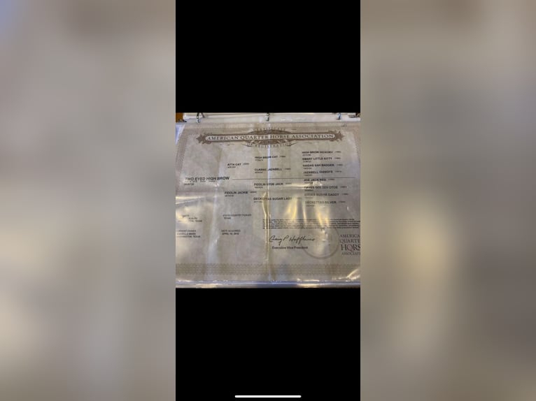 American Quarter Horse Ruin 10 Jaar 152 cm Roan-Red in 6604380306