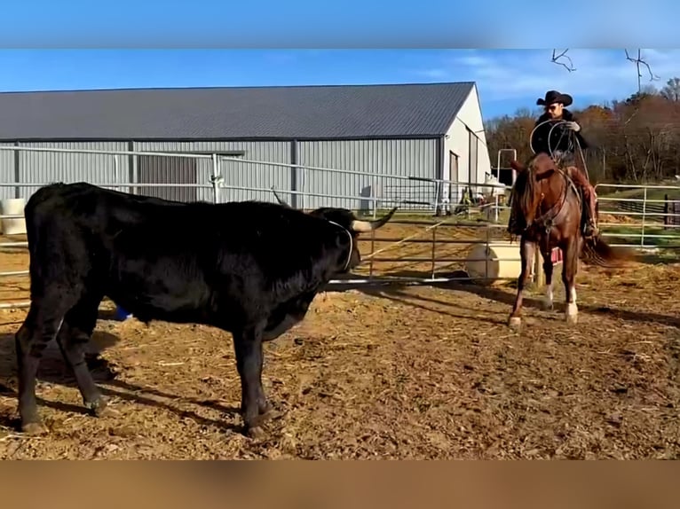 American Quarter Horse Ruin 10 Jaar 152 cm Roan-Red in Robards KY