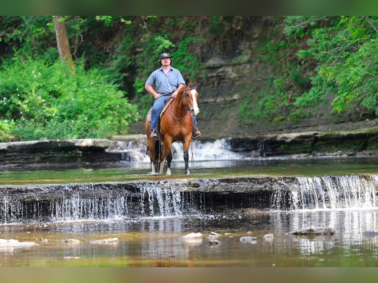 American Quarter Horse Ruin 10 Jaar 152 cm Roodbruin in North Bloomfield