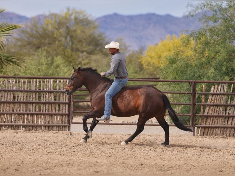 American Quarter Horse Ruin 10 Jaar 152 cm Roodbruin in Congress