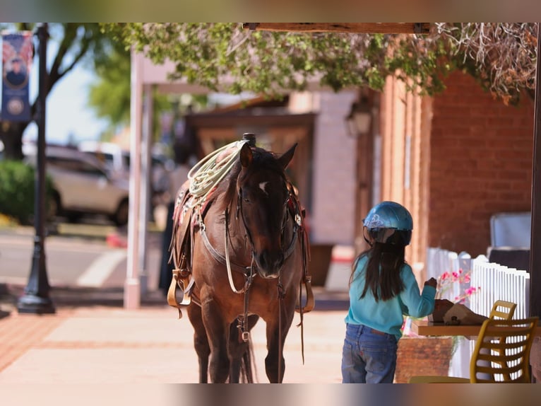 American Quarter Horse Ruin 10 Jaar 152 cm Roodbruin in Congress