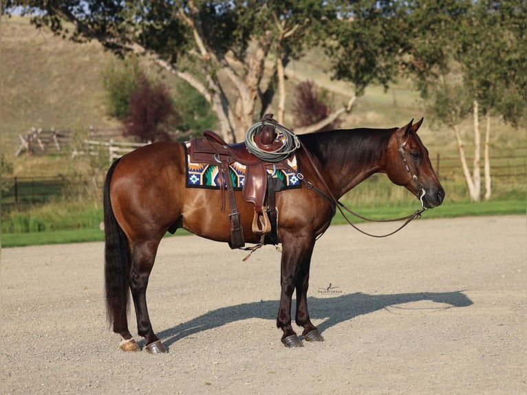 American Quarter Horse Ruin 10 Jaar 152 cm Roodbruin in Congress