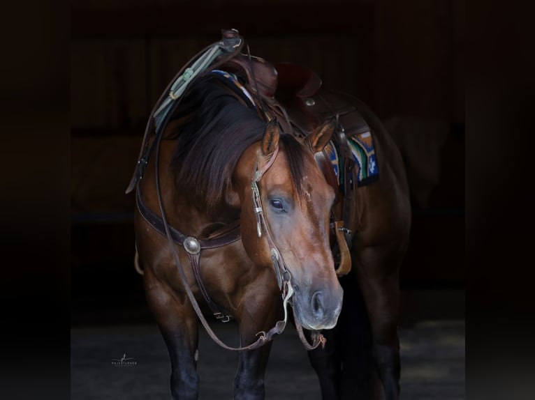 American Quarter Horse Ruin 10 Jaar 152 cm Roodbruin in Congress