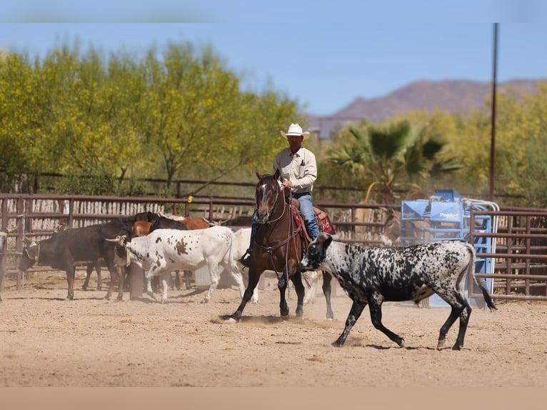 American Quarter Horse Ruin 10 Jaar 152 cm Roodbruin in Congress