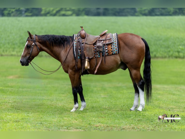 American Quarter Horse Ruin 10 Jaar 152 cm Roodbruin in North Bloomfield