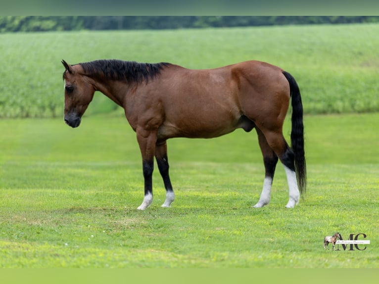 American Quarter Horse Ruin 10 Jaar 152 cm Roodbruin in North Bloomfield