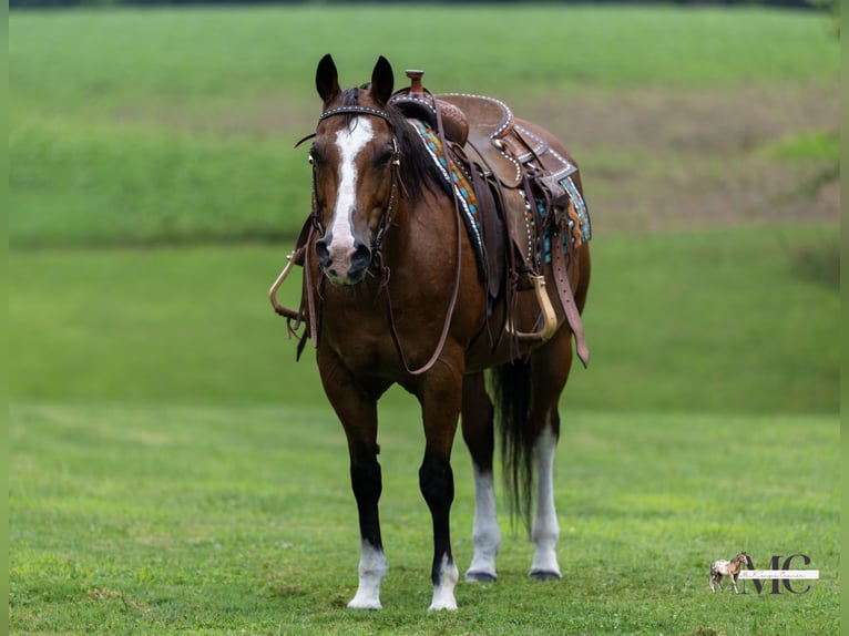 American Quarter Horse Ruin 10 Jaar 152 cm Roodbruin in North Bloomfield