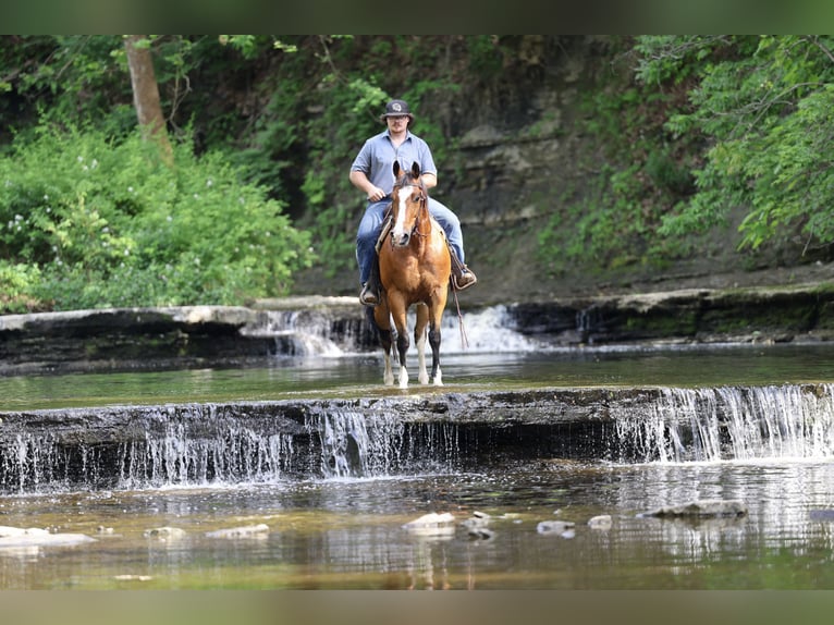 American Quarter Horse Ruin 10 Jaar 152 cm Roodbruin in North Bloomfield