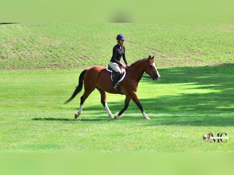 American Quarter Horse Ruin 10 Jaar 152 cm Roodbruin in North Bloomfield