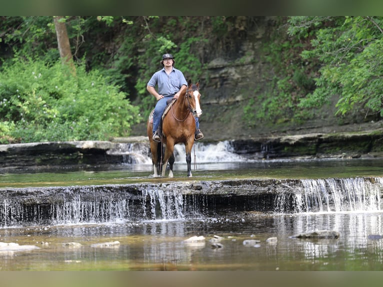 American Quarter Horse Ruin 10 Jaar 152 cm Roodbruin in North Bloomfield