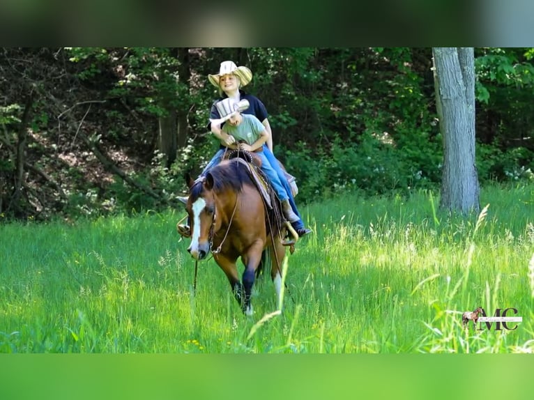 American Quarter Horse Ruin 10 Jaar 152 cm Roodbruin in North Bloomfield