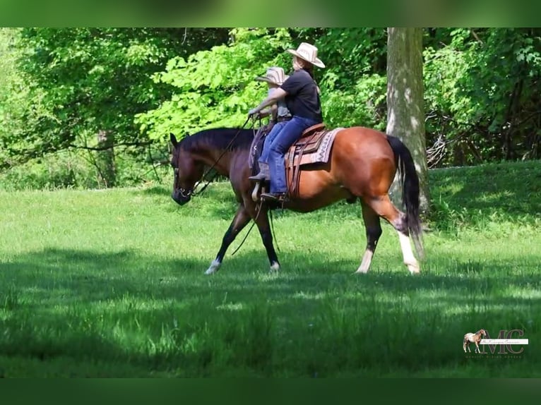 American Quarter Horse Ruin 10 Jaar 152 cm Roodbruin in North Bloomfield