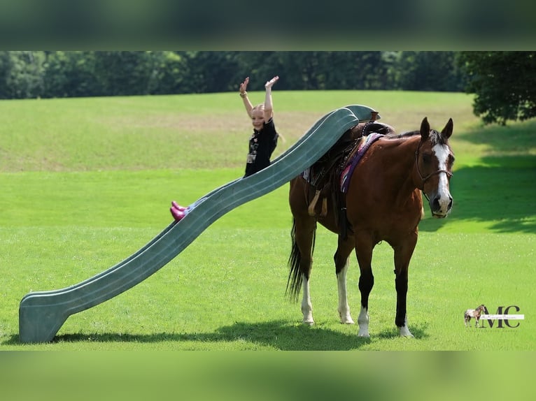 American Quarter Horse Ruin 10 Jaar 152 cm Roodbruin in North Bloomfield