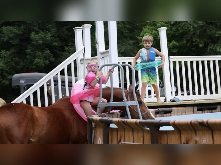 American Quarter Horse Ruin 10 Jaar 152 cm Roodbruin in North Bloomfield