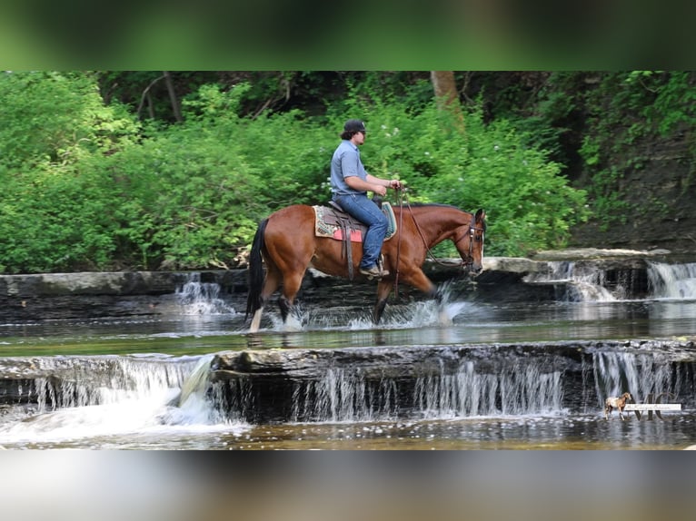 American Quarter Horse Ruin 10 Jaar 152 cm Roodbruin in North Bloomfield