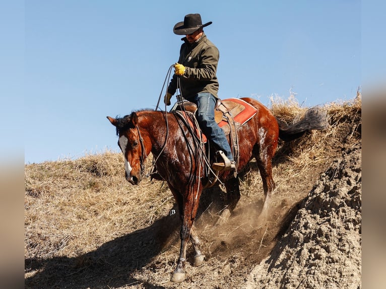 American Quarter Horse Ruin 10 Jaar 152 cm Roodbruin in Troy