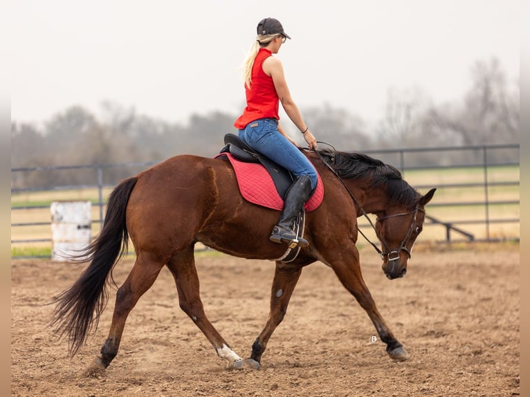 American Quarter Horse Ruin 10 Jaar 152 cm Roodbruin in Troy