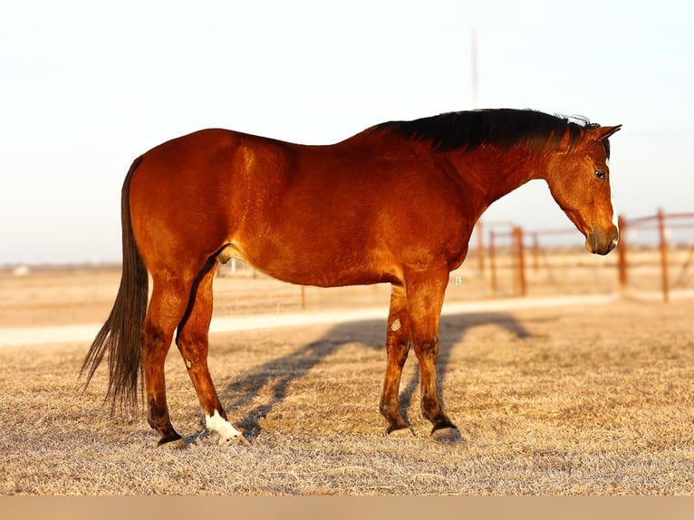 American Quarter Horse Ruin 10 Jaar 152 cm Roodbruin in Troy