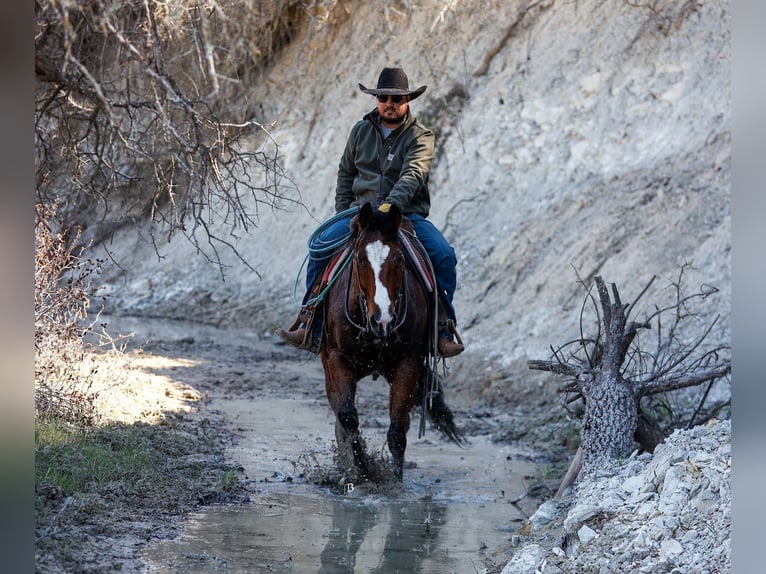 American Quarter Horse Ruin 10 Jaar 152 cm Roodbruin in Troy