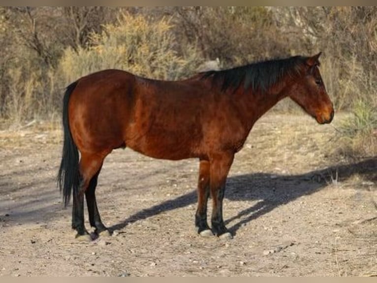 American Quarter Horse Ruin 10 Jaar 152 cm Roodbruin in CAMP VERDE, AZ