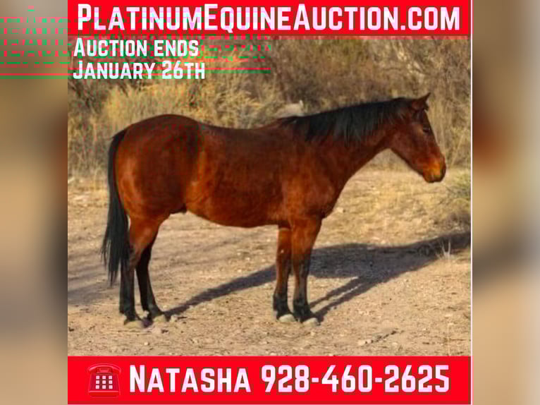 American Quarter Horse Ruin 10 Jaar 152 cm Roodbruin in CAMP VERDE, AZ