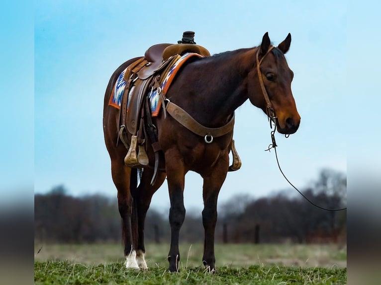 American Quarter Horse Ruin 10 Jaar 152 cm Roodbruin in Joy