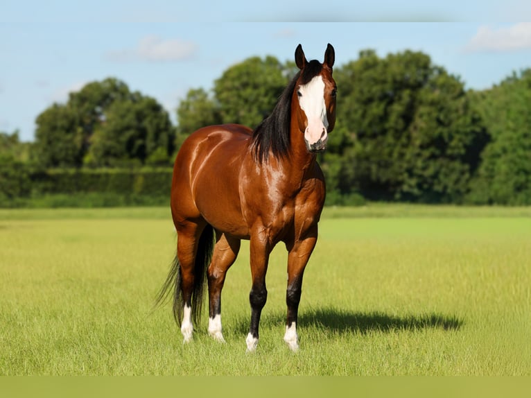 American Quarter Horse Ruin 10 Jaar 152 cm Roodbruin in Loxahatchee