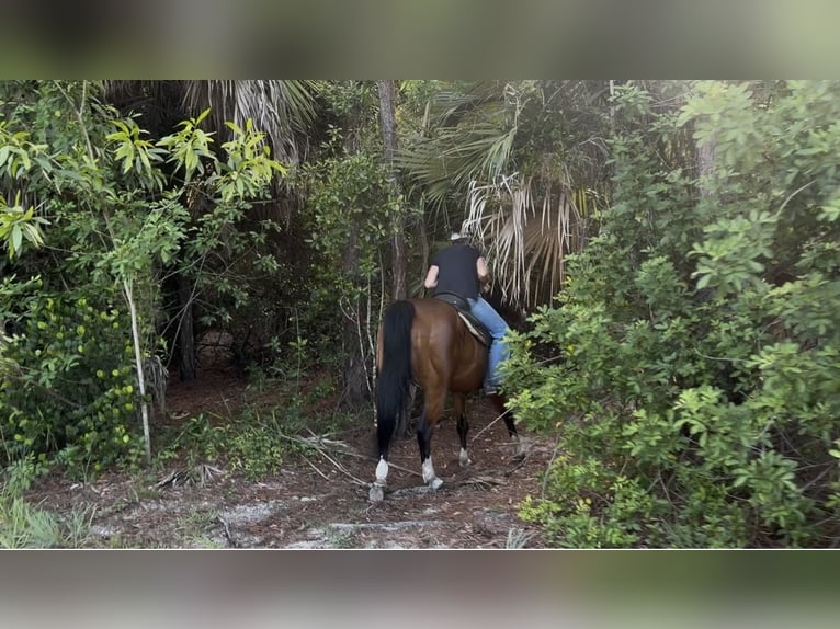 American Quarter Horse Ruin 10 Jaar 152 cm Roodbruin in Loxahatchee