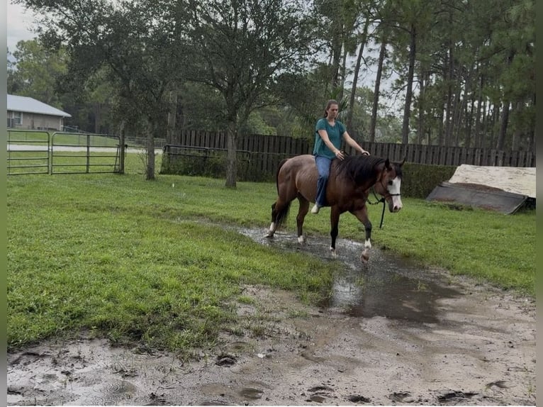 American Quarter Horse Ruin 10 Jaar 152 cm Roodbruin in Loxahatchee