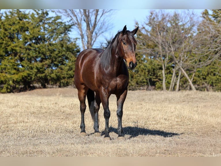 American Quarter Horse Ruin 10 Jaar 152 cm Roodbruin in Ripley