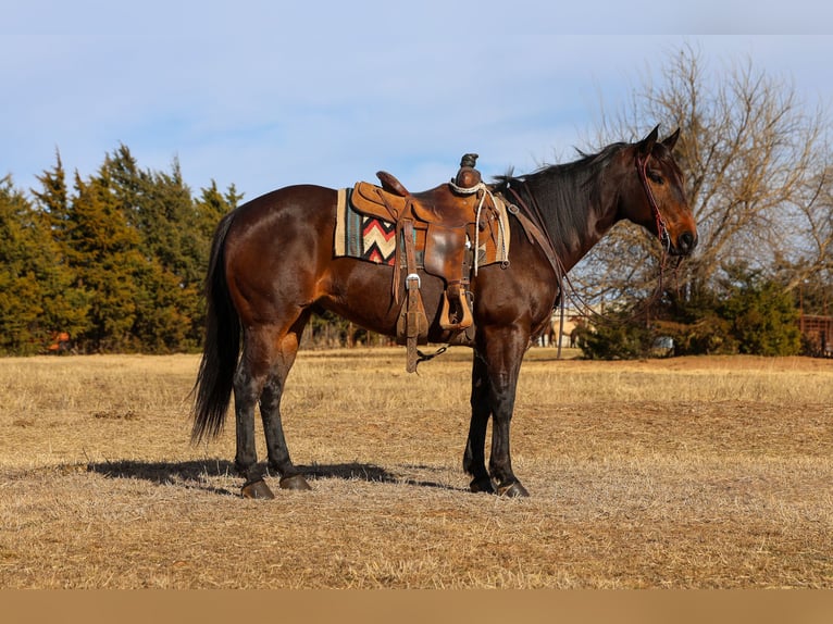American Quarter Horse Ruin 10 Jaar 152 cm Roodbruin in Ripley