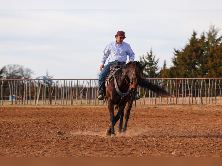 American Quarter Horse Ruin 10 Jaar 152 cm Roodbruin in Ripley