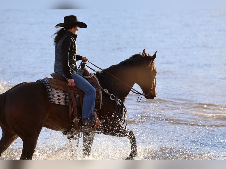 American Quarter Horse Ruin 10 Jaar 152 cm Roodbruin in Ripley