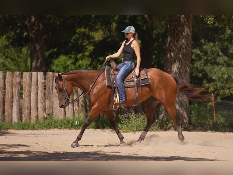 American Quarter Horse Ruin 10 Jaar 152 cm Roodbruin in Terrell