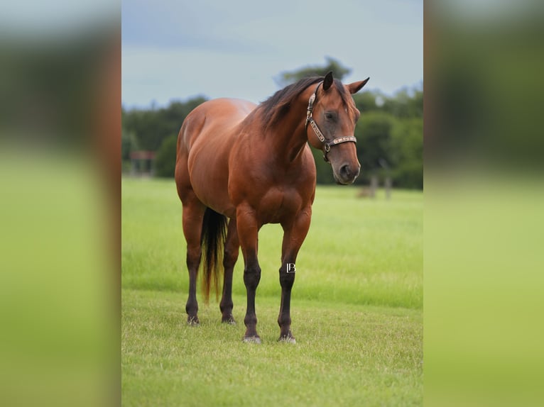 American Quarter Horse Ruin 10 Jaar 152 cm Roodbruin in Terrell