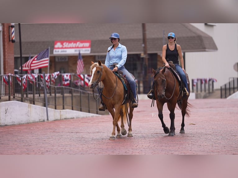 American Quarter Horse Ruin 10 Jaar 152 cm Roodbruin in Terrell