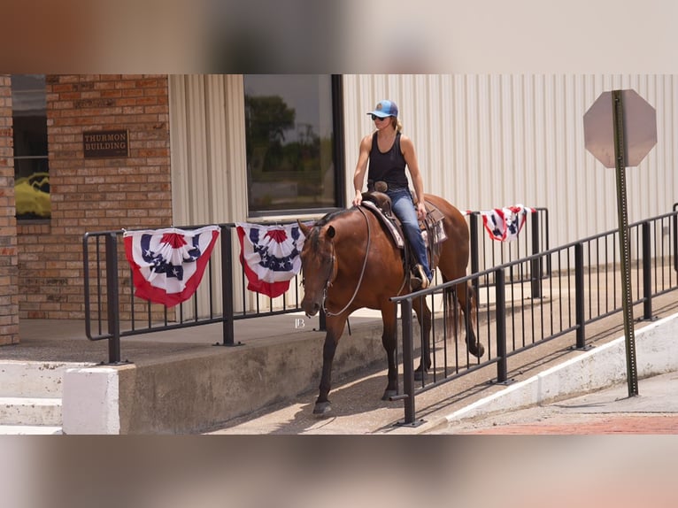 American Quarter Horse Ruin 10 Jaar 152 cm Roodbruin in Terrell