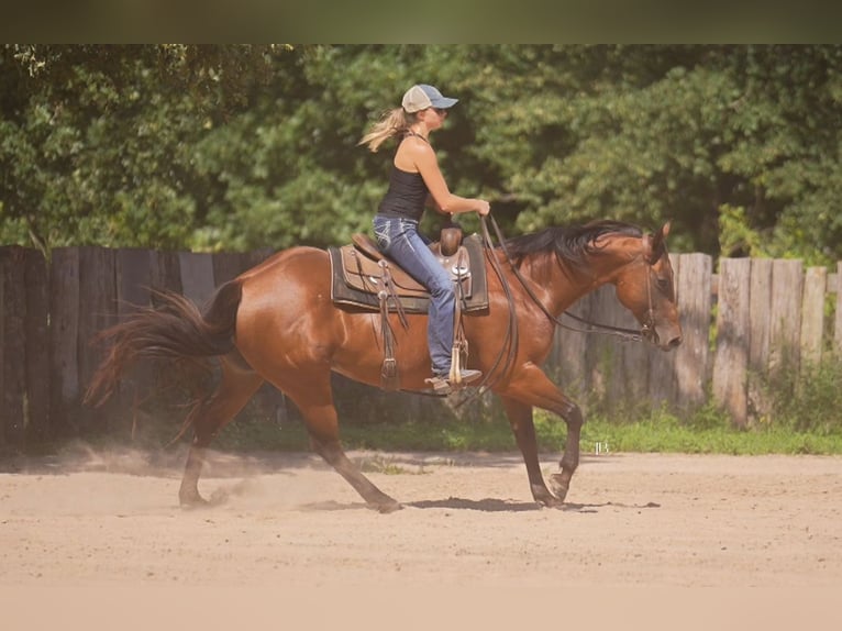 American Quarter Horse Ruin 10 Jaar 152 cm Roodbruin in Terrell
