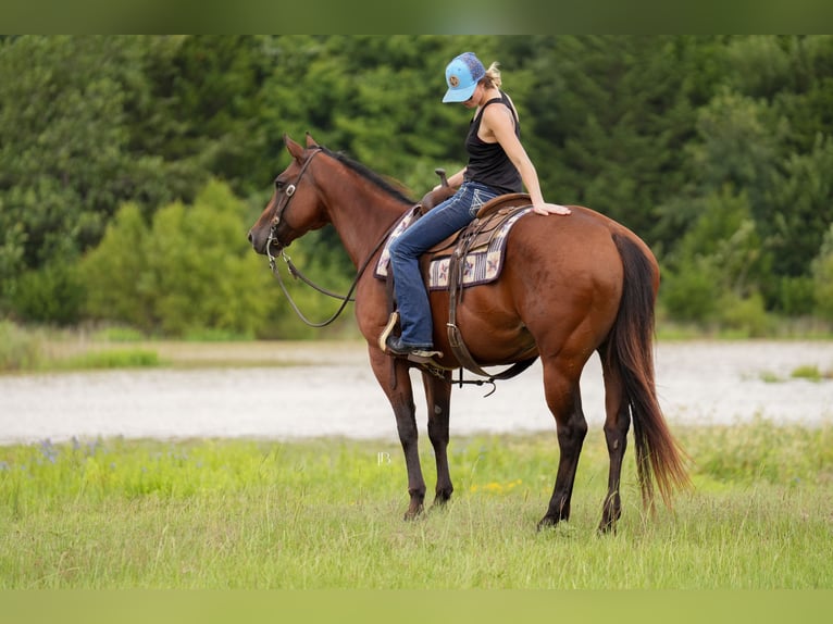 American Quarter Horse Ruin 10 Jaar 152 cm Roodbruin in Terrell