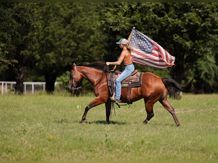 American Quarter Horse Ruin 10 Jaar 152 cm Roodbruin in Terrell