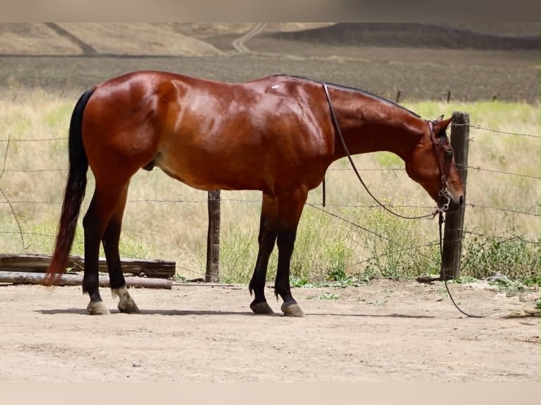 American Quarter Horse Ruin 10 Jaar 152 cm Roodbruin in Tres Pinos