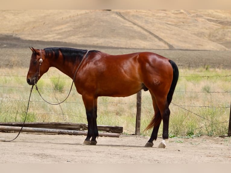 American Quarter Horse Ruin 10 Jaar 152 cm Roodbruin in Tres Pinos