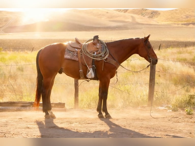 American Quarter Horse Ruin 10 Jaar 152 cm Roodbruin in Tres Pinos