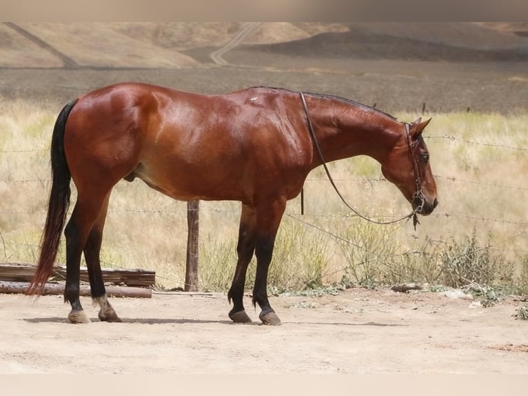 American Quarter Horse Ruin 10 Jaar 152 cm Roodbruin in Tres Pinos