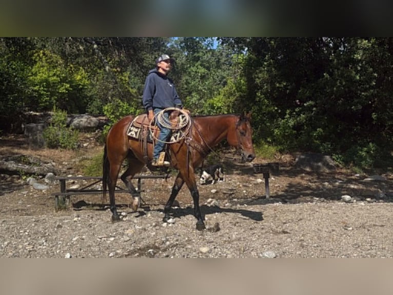 American Quarter Horse Ruin 10 Jaar 152 cm Roodbruin in Tres Pinos