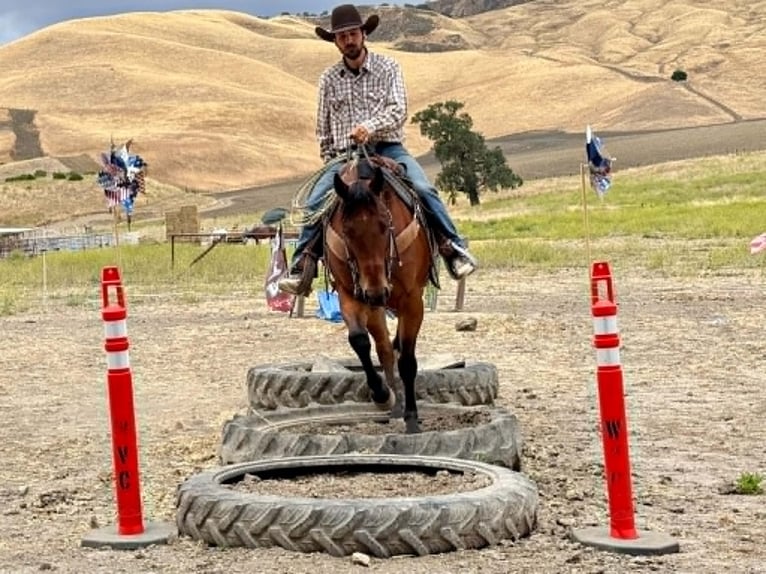 American Quarter Horse Ruin 10 Jaar 152 cm Roodbruin in Tres Pinos